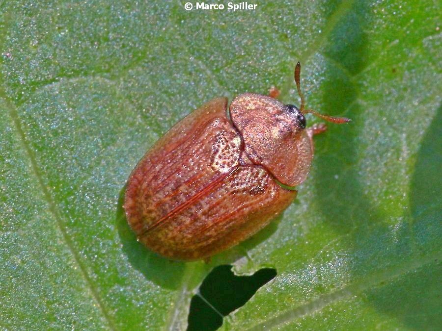 Cassida da determinare: Hypocassida sp.